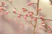 在线观看立春,春意盎然，在线观影感受传统节日魅力