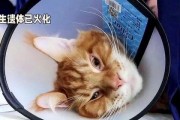 胖猫事件进展最新爆料,最新爆料揭示惊人内幕，真相逐渐浮出水面